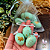 Mini Ovos Verdes - Imagem 1