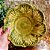 Prato de Sopa/Bowl Cabbage - Imagem 1