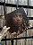 LP - DJAVAN - LUZ - Imagem 1