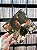 COMPACTO - MICHAEL JACKSON - BEN - Imagem 1