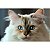 Ração Must Premium Especial Gatos Castrados 10,1kg - Imagem 5