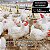 DO CAMPO FRANGOS Ração para Aves 20kg - Imagem 4