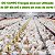 DO CAMPO FRANGOS Ração para Aves 20kg - Imagem 5