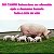 DO CAMPO SUÍNOS Ração para Suínos 20kg - Imagem 4
