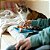 CATS AND BOXES - Imagem 3