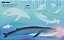 LIVRO OCEANOS PRIMEIROS ADESIVOS - Imagem 2
