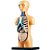 BRINQUEDO ANATOMIA 3D CORPO HUMANO - Imagem 1
