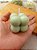 50 Mini Velas Bubble – Lembrancinhas Especiais - Imagem 1