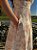 Vestido Alvorada Toile de jouy Rosé - Imagem 7