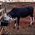 Cocho Comedouro 30 Litros Bezerro Vacas Ovelhas Cavalo Cães - Imagem 3