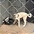 Kit 10 Bebedouro Automático 4 Litros Cocho Água Bezerro Cães - Imagem 3