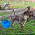 Bebedouro Com Boia Cocho Agua Automatico 10 Litros Animais - Imagem 4