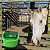 Bebedouro Com Boia Cocho Agua Automatico 10 Litros Animais - Imagem 3