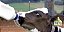 Mamadeira Bezerro Animal Ovinos Caprinos Potro 2 Litros - Imagem 3