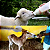Mamadeira Bezerro Animal Ovinos Caprinos Potro 2 Litros - Imagem 2