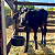 Kit 3 Cocho Comedouro Polietileno 8l Bebedouro Suporte Baia - Imagem 3