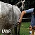 RASPADEIRA MULTIUSO Para Cavalo Rasqueadeira Escova Borracha - Imagem 4