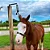 EIXO EDUCADOR PARA AMARRAR CAVALOS com argola e parafusos - Imagem 2