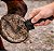 LIMPA CASCO CAVALO COM ESCOVA IMPORTADO - Imagem 2