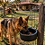 Comedouro 2000ml Cachorro Grande Pote Água Cocho 1kg Ração - Imagem 3