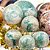 1 Kg Esfera Bola Jadeita Pedra Jade + Nefrita ATACADO 112693 - Imagem 2