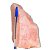 03 Cristal Rosa Pedra Pé Serrado Natural 1 a 2Kg 18cm Tipo B - Imagem 5
