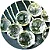 100 Prisma Feng Shui Bola Multifacetada Cristal de Quartzo Montado Corrente e Tulipa - Imagem 3
