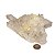 01 Drusa Cristal Natural Tam M 1,6 a 1,8Kg 15 a 25cm Tipo B - Imagem 5
