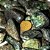 1kg Malaquita Rolado Pedra Natural G 30 a 45mm Tipo C - Imagem 3