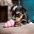 Mordedor Kong Puppy Recheável Para Filhotes Azul - Kong - 55972 - Imagem 3