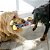 Pelúcia Galinha Wishbone - Kong - 804247 - Imagem 2