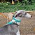 Coleira para Cães Verde Água G - My Family - 688192 - Imagem 3