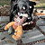 Brinquedo de Pelúcia Macio com Apito para Cachorro Sherps Alce – Kong - Imagem 2