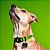 Coleira para Cães Verde Neon Memopet M - My Family - Imagem 2