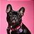 Coleira para Cães Rosa Neon Memopet P - My Family - Imagem 2