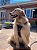 Peitoral para Cães em H Marrom Memopet M - My Family - Imagem 5