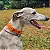Coleira para Cães Laranja - We Are Family - Imagem 2
