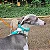 Coleira para Cães Verde Água - We Are Family - Imagem 3