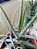 Suculenta Aloe Vera - Imagem 3