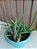 Suculenta Aloe Vera - Imagem 2