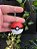 Chaveiro Pokébola anime Pokémon - Imagem 3