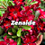 ZENAIDE - Imagem 1