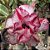 MARYSIA VARIEGATA - Imagem 1