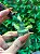 ESMALTE VERDE 64 KAPIE 10ML - Imagem 2