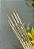 KIT PINCEL PONTA FINA COM 5 - Imagem 1