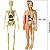 Brinquedo Anatomia corpo humano - Esqueleto 3D com Órgãos - Imagem 4