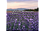 Aromatizante Difusor Carro - Lavanda + REFIL 6ML - Imagem 2