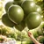 BALAO VERDE MILITAR - PIC PIC - Imagem 1