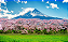 Quadro decorativo - Cerejeiras em Flor no Monte Fuji - Imagem 2