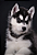 Quadro decorativo - Cachorro filhote de Husky Siberiano - Imagem 2